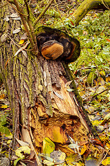 Image showing autumn mushroom