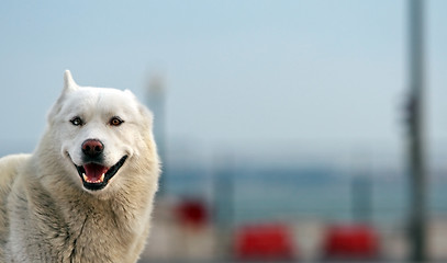 Image showing Smiling husky