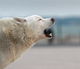 Image showing Howling husky dog