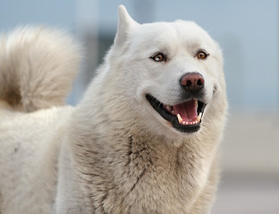 Image showing Smiling husky dog