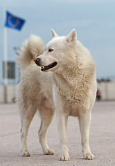 Image showing Smiling dog