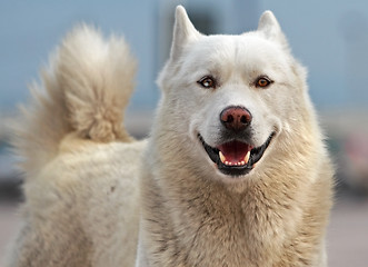 Image showing Smiling Husky