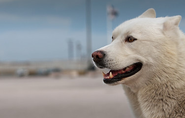 Image showing Smiling husky