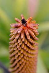 Image showing Aloe vera flower buds