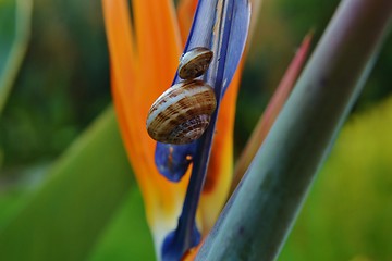 Image showing Snails on Strelitzia Reginae