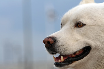 Image showing Husky