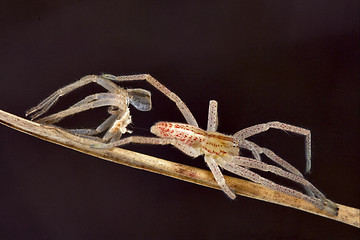 Image showing change of spider