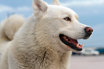 Image showing Husky