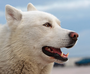 Image showing Husky