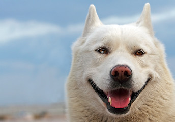 Image showing Smiling husky