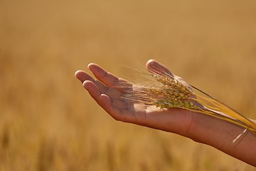 Image showing hand in wheat field