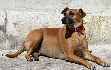 Image showing Dog's portrait