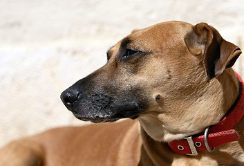 Image showing Dog's portrait