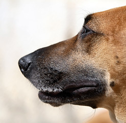 Image showing Dog's portrait