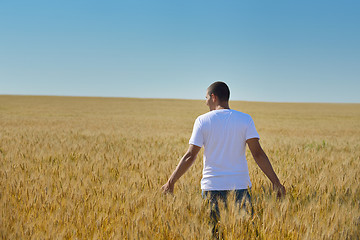 Image showing man in wheat field