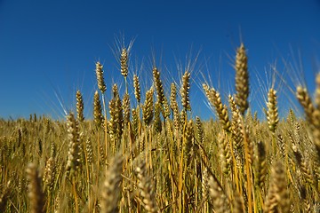 Image showing wheat field with blue sky in background