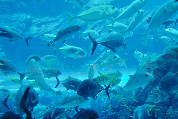 Image showing aquarium with fishes and reef
