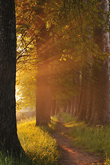 Image showing sunrise in beautiful alley