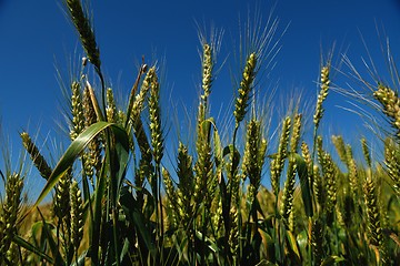 Image showing wheat field with blue sky in background