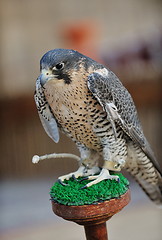 Image showing arab falcon bird