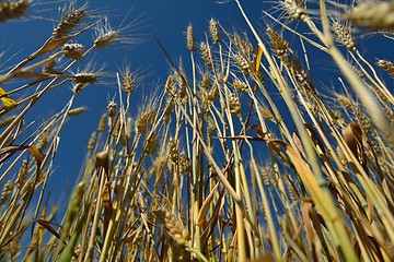 Image showing wheat field with blue sky in background