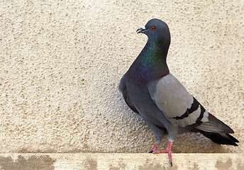 Image showing Pigeon