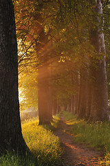 Image showing sunrise in beautiful alley