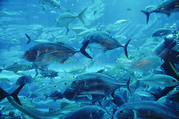 Image showing aquarium with fishes and reef