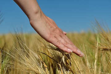 Image showing Hand in wheat field