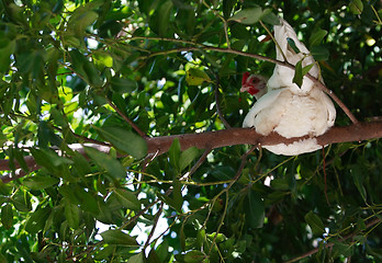 Image showing Chicken on the tree