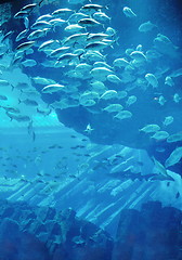 Image showing aquarium with fishes and reef