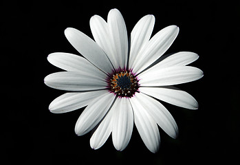 Image showing Flower