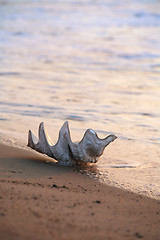 Image showing Shell on the beach