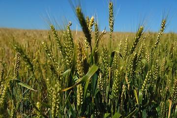 Image showing wheat field with blue sky in background