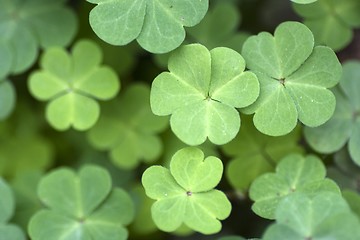 Image showing Leaves Patterns