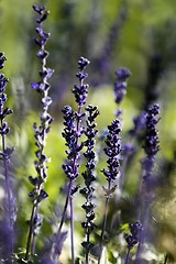 Image showing Salvia Farinacea Flower