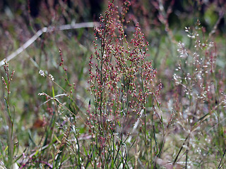 Image showing Straw