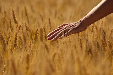 Image showing hand in wheat field