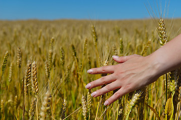 Image showing hand in wheat field