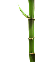 Image showing Bamboo macro