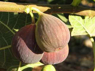 Image showing Red figs