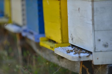 Image showing honey bee home in nature