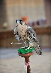 Image showing arab falcon bird