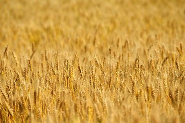 Image showing wheat field with blue sky in background