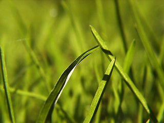 Image showing green grass background