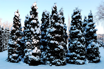 Image showing Snow covered Christmas trees