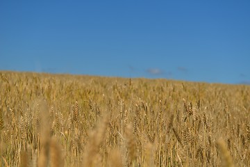 Image showing wheat field with blue sky in background