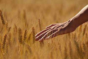 Image showing hand in wheat field