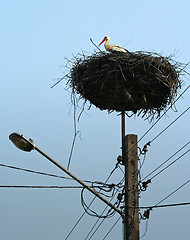 Image showing Stork