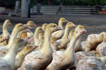 Image showing Goose farm